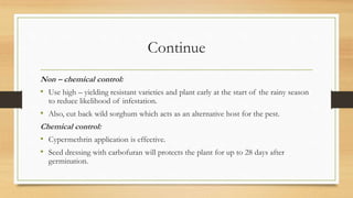 Continue
Non – chemical control:
• Use high – yielding resistant varieties and plant early at the start of the rainy season
to reduce likelihood of infestation.
• Also, cut back wild sorghum which acts as an alternative host for the pest.
Chemical control:
• Cypermethrin application is effective.
• Seed dressing with carbofuran will protects the plant for up to 28 days after
germination.
 
