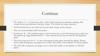 Continue
• The adult is 1.3 – 1.6 mm long, with a white head, long brown antennae and legs, dark
orange thorax and abdomen, and grey wings. The female has long ovipositor.
• Newly hatched larvae are white but become dark orange as they mature.
• They are found feeding within the grains.
• Females lay 30 – 120 cylindrical eggs, 0.1x0.4 mm in size, on the flowering head, usually near
the spikelet tip. Eggs hatched after 2 – 4 days and the larvae burrow into the development
grain.
• The larval stage lasts for 9 – 11 days and pupation takes place beneath the glume. Shortly
before adult emergence, the pupae case is often still visible on the spikelet of infested plants.
• The short life emergence, the pupae case is often still visible on the spikelet of inferred
plants.
 