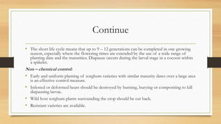Continue
• The short life cycle means that up to 9 – 12 generations can be completed in one growing
season, especially where the flowering times are extended by the use of a wide range of
planting date and the maturities. Diapause occurs during the larval stage in a cocoon within
a spikelet.
Non – chemical control:
• Early and uniform planting of sorghum varieties with similar maturity dates over a large area
is an effective control measure.
• Infested or deformed hears should be destroyed by burning, burying or compositing to kill
diapausing larvae.
• Wild host sorghum plants surrounding the crop should be cut back.
• Resistant varieties are available.
 