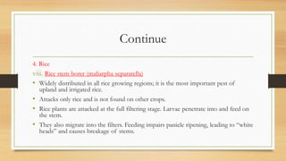 Continue
4. Rice
viii. Rice stem borer (maliarpha separatella)
• Widely distributed in all rice growing regions; it is the most important pest of
upland and irrigated rice.
• Attacks only rice and is not found on other crops.
• Rice plants are attacked at the full filtering stage. Larvae penetrate into and feed on
the stem.
• They also migrate into the filters. Feeding impairs panicle ripening, leading to “white
heads” and causes breakage of stems.
 