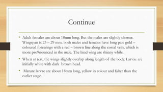 Continue
• Adult females are about 18mm long. But the males are slightly shorter.
Wingspan is 23 – 29 mm. both males and females have long pale gold –
coloured forewings with a red – brown line along the costal vein, which is
more pro9nounced in the male. The hind wing are shinny while.
• When at rest, the wings slightly overlap along length of the body. Larvae are
initially white with dark brown head.
• Mature larvae are about 18mm long, yellow in colour and falter than the
earlier stage.
 