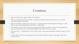 Continue
• Eggs are laid on the upper surface of the leaves.
• They are attached by cement which, on drying, contracts and causes the leaves to curl and
envelop the eggs in leg tissue.
• Eggs are laid close together in a mass up to 1.5cm long and containing about 50 eggs. At first,
they are pale, becoming darker and brown – black later.
• They hatch in about 7 days. Larvae then penetrate fillers just above a node. Larvae pupate in a
loose cocoon at the base of the dried stubble at the end of the rice season.
• They may be 3 – 4 generations a year. Larvae enter a dry season disapause which can last up to 20
weeks.
• At the end of the dry season, pupation occurs and the adults emerge to lay eggs on the next
season’s crop.
 
