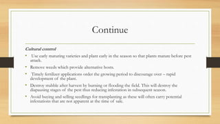 Continue
Cultural control
• Use early maturing varieties and plant early in the season so that plants mature before pest
attack.
• Remove weeds which provide alternative hosts.
• Timely fertilizer applications order the growing period to discourage over – rapid
development of the plant.
• Destroy stubble after harvest by burning or flooding the field. This will destroy the
diapausing stages of the pest thus reducing infestation in subsequent season.
• Avoid buying and selling seedlings for transplanting as these will often carry potential
infestations that are not apparent at the time of sale.
 