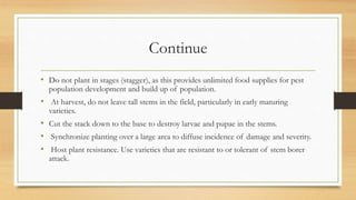 Continue
• Do not plant in stages (stagger), as this provides unlimited food supplies for pest
population development and build up of population.
• At harvest, do not leave tall stems in the field, particularly in early maturing
varieties.
• Cut the stack down to the base to destroy larvae and pupae in the stems.
• Synchronize planting over a large area to diffuse incidence of damage and severity.
• Host plant resistance. Use varieties that are resistant to or tolerant of stem borer
attack.
 
