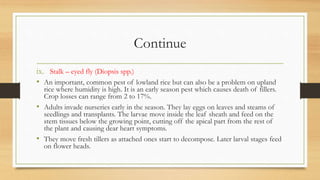 Continue
ix. Stalk – eyed fly (Diopsis spp.)
• An important, common pest of lowland rice but can also be a problem on upland
rice where humidity is high. It is an early season pest which causes death of fillers.
Crop losses can range from 2 to 17%.
• Adults invade nurseries early in the season. They lay eggs on leaves and steams of
seedlings and transplants. The larvae move inside the leaf sheath and feed on the
stem tissues below the growing point, cutting off the apical part from the rest of
the plant and causing dear heart symptoms.
• They move fresh tillers as attached ones start to decompose. Later larval stages feed
on flower heads.
 