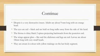 Continue
• Diopsis is a very destructive insect. Adults are about 9 mm long with an orange
head.
• The eyes are red – black and are held on long stalks away from the side of the head.
• The thorax is shiny black 2 spines projecting backwards from the posterior end.
• The wings appear glass – like and the abdomen and legs are red. Larvae are about
18mm long with very small heads.
• They are cream in colour with yellow makings on the last body segment.
 
