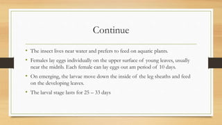 Continue
• The insect lives near water and prefers to feed on aquatic plants.
• Females lay eggs individually on the upper surface of young leaves, usually
near the midrib. Each female can lay eggs out am period of 10 days.
• On emerging, the larvae move down the inside of the leg sheaths and feed
on the developing leaves.
• The larval stage lasts for 25 – 33 days
 