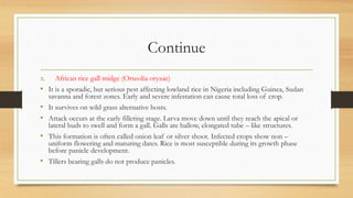 Continue
x. African rice gall midge (Orseolia oryzae)
• It is a sporadic, but serious pest affecting lowland rice in Nigeria including Guinea, Sudan
savanna and forest zones. Early and severe infestation can cause total loss of crop.
• It survives on wild grass alternative hosts.
• Attack occurs at the early filleting stage. Larva move down until they reach the apical or
lateral buds to swell and form a gall. Galls are hallow, elongated tube – like structures.
• This formation is often called onion leaf or silver shoot. Infected crops show non –
uniform flowering and maturing dates. Rice is most susceptible during its growth phase
before panicle development.
• Tillers bearing galls do not produce panicles.
 