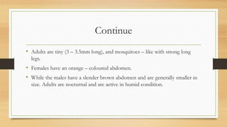Continue
• Adults are tiny (3 – 3.5mm long), and mosquitoes – like with strong long
legs.
• Females have an orange – coloured abdomen.
• While the males have a slender brown abdomen and are generally smaller in
size. Adults are nocturnal and are active in humid condition.
 