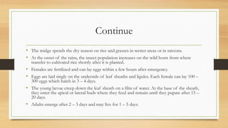 Continue
• The midge spends the dry season on rice and grasses in wetter areas or in ratoons.
• At the onset of the rains, the insect population increases on the wild hosts from where
transfer to cultivated rice shortly after it is planted.
• Females are fertilized and can lay eggs within a few hours after emergency.
• Eggs are laid singly on the underside of leaf sheaths and ligules. Each female can lay 100 –
300 eggs which hatch in 3 – 4 days.
• The young larvae creep down the leaf sheath on a film of water. At the base of the sheath,
they enter the apical or lateral buds where they feed and remain until they pupate after 15 –
20 days.
• Adults emerge after 2 – 3 days and may live for 1 – 5 days.
 