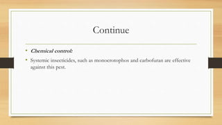 Continue
• Chemical control:
• Systemic insecticides, such as monocrotophos and carbofuran are effective
against this pest.
 