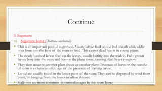 Continue
5. Sugarcane
xi. Sugarcane borer (Diatraea saccharali)
• This is an important pest of sugarcane. Young larvae feed on the leaf sheath while older
ones bore into the base of the stem to feed. This causes dead hearts in young plants.
• The newly hatched larvae feed on the leaves, usually boring into the midrib. Fully grown
larvae bore into the stem and destroy the plant tissue, causing dead heart symptom.
• They then move to another plant shoot or another plant. Presence of larva on the outside
of stem is a characteristics sign of the presence of feeding larvae.
• Larval are usually found in the lower parts of the stem. They can be dispersed by wind from
plant, by hanging from the leaves in silken threads.
• Stalk rots are more common on stems damages by this stem borer.
 