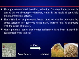 Applied genomic research in rice genetic improvement (2) | PPT