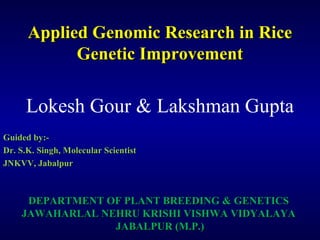 Applied Genomic Research in RiceApplied Genomic Research in Rice
Genetic ImprovementGenetic Improvement
Lokesh Gour & Lakshman Gupta
Guided by:-Guided by:-
Dr. S.K. Singh, Assistant ProfessorDr. S.K. Singh, Assistant Professor
JNKVV, JabalpurJNKVV, Jabalpur
DEPARTMENT OF PLANT BREEDING & GENETICSDEPARTMENT OF PLANT BREEDING & GENETICS
JAWAHARLAL NEHRU KRISHI VISHWA VIDYALAYAJAWAHARLAL NEHRU KRISHI VISHWA VIDYALAYA
JABALPUR (M.P.)JABALPUR (M.P.)
 