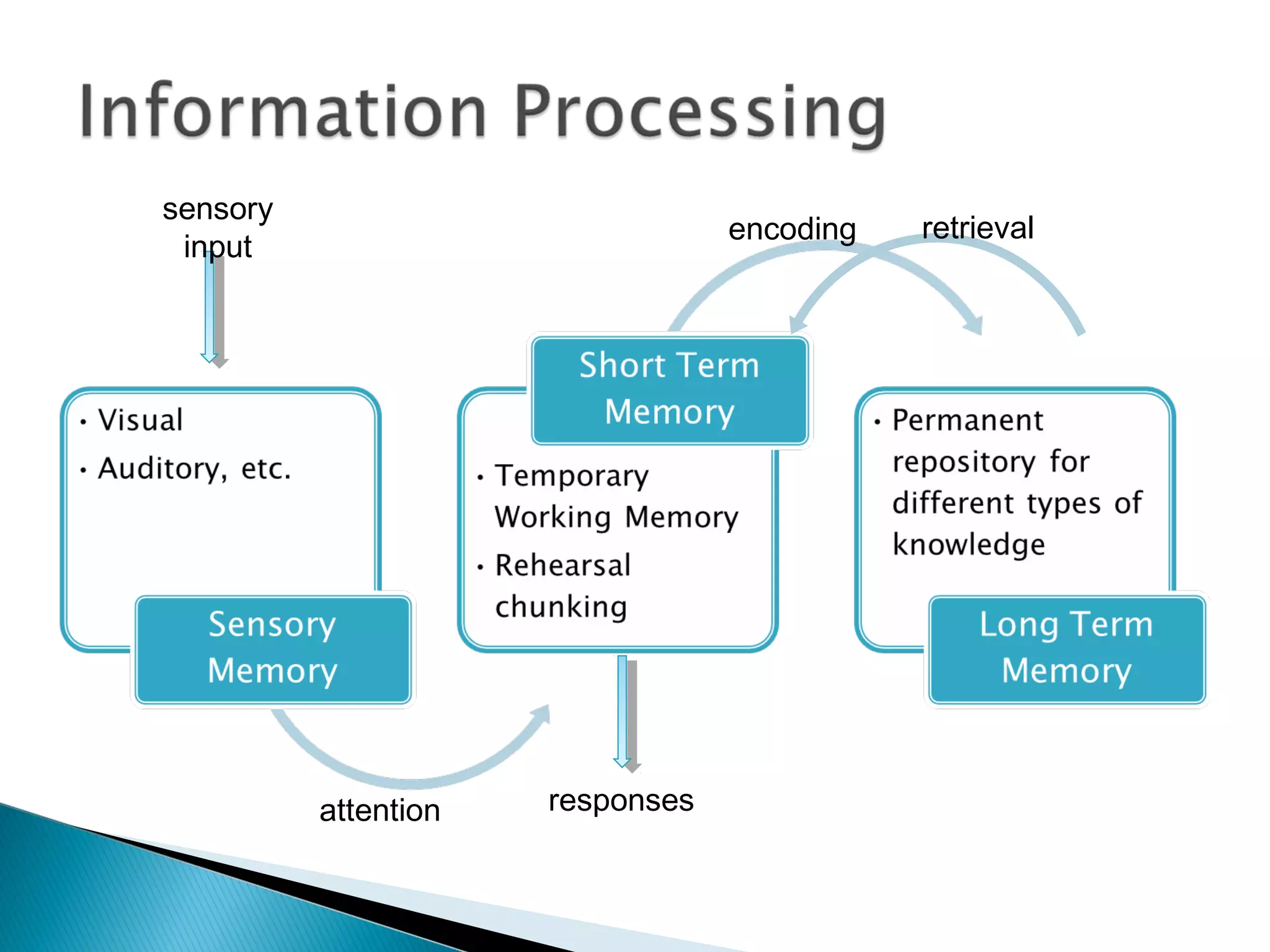 retrievalencoding
attention
sensory
input
responses
 