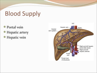 Blood Supply
Portal vein
Hepatic artery
Hepatic vein
 