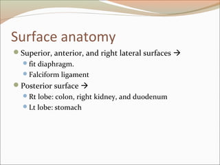 Surface anatomy
Superior, anterior, and right lateral surfaces 
fit diaphragm.
Falciform ligament
Posterior surface 
Rt lobe: colon, right kidney, and duodenum
Lt lobe: stomach
 