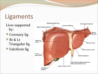 Ligaments
Liver supported
by:
Coronary lig
Rt & Lt
Triangular lig
Falciform lig
 