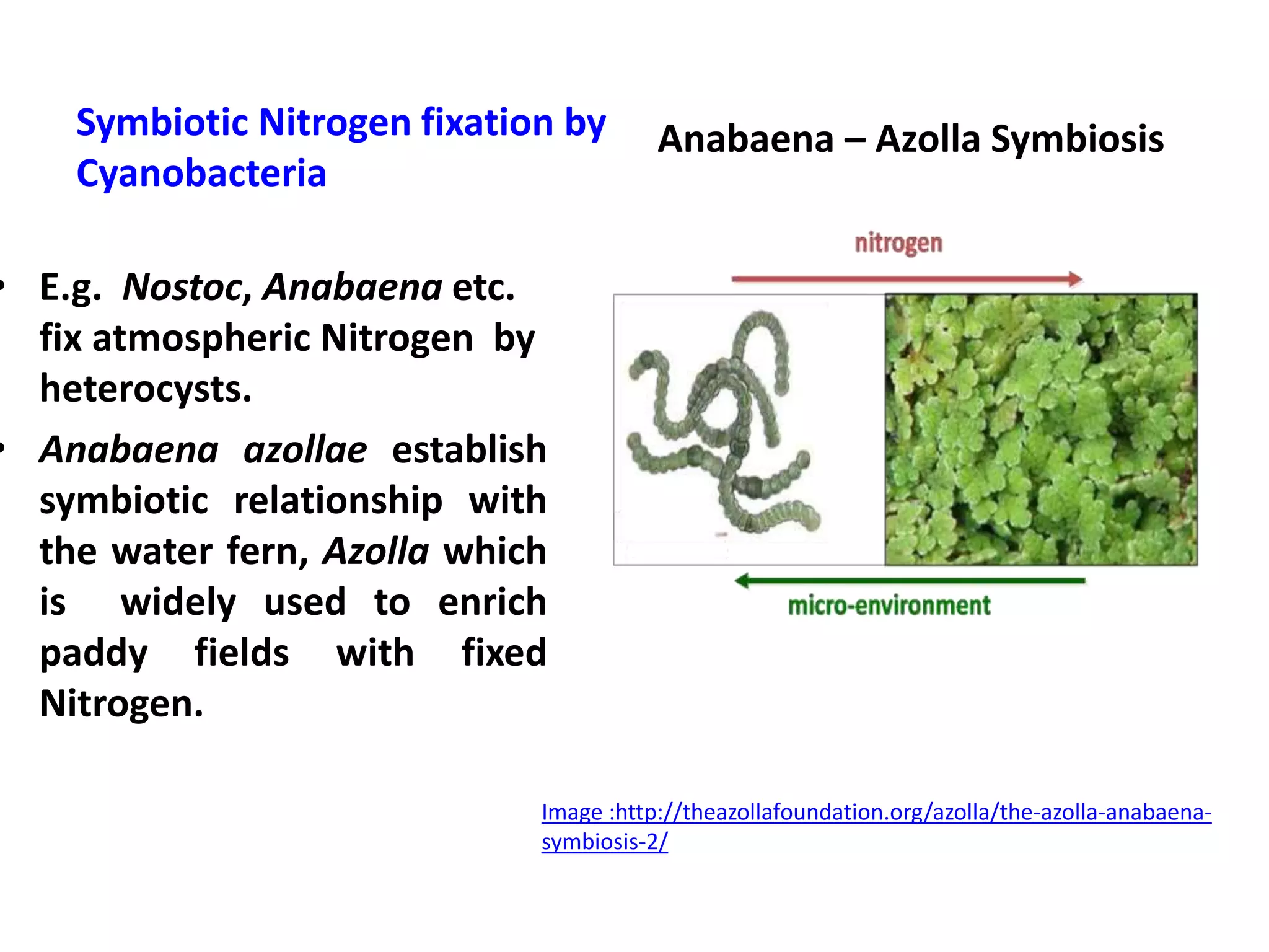 Applied Microbiology - Role of microbes in Nitrogen cycle ...