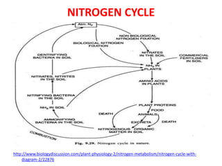 Applied Microbiology - Role of microbes in Nitrogen cycle ...