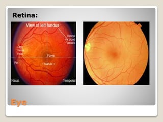 Eye
Retina:
 
