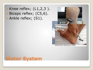 Motor System
 Knee reflex; (L1,2,3 ).
 Biceps reflex; (C5,6).
 Ankle reflex; (S1).
 