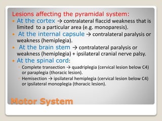Motor System
Lesions affecting the pyramidal system:
 At the cortex → contralateral flaccid weakness that is
limited to a particular area (e.g. monoparesis).
 At the internal capsule → contralateral paralysis or
weakness (hemiplegia).
 At the brain stem → contralateral paralysis or
weakness (hemiplegia) + ipsilateral cranial nerve palsy.
 At the spinal cord:
◦ Complete transection → quadriplegia (cervical lesion below C4)
or paraplegia (thoracic lesion).
◦ Hemisection → ipsilateral hemiplegia (cervical lesion below C4)
or ipsilateral monoplegia (thoracic lesion).
 