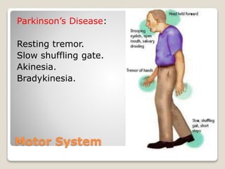 Motor System
Parkinson’s Disease:
Resting tremor.
Slow shuffling gate.
Akinesia.
Bradykinesia.
 
