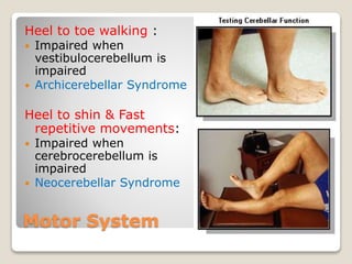 Motor System
Heel to toe walking :
 Impaired when
vestibulocerebellum is
impaired
 Archicerebellar Syndrome
Heel to shin & Fast
repetitive movements:
 Impaired when
cerebrocerebellum is
impaired
 Neocerebellar Syndrome
 