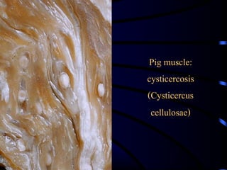 Meat Cyst Applied pathological anatomy in inspection of meat | PDF