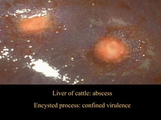Applied pathological anatomy in inspection of meat | PDF