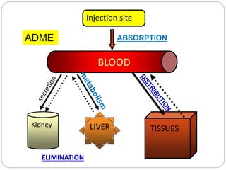 Injection site
BLOOD
TISSUESLIVERKidney
ABSORPTION
ELIMINATION
ADME
 