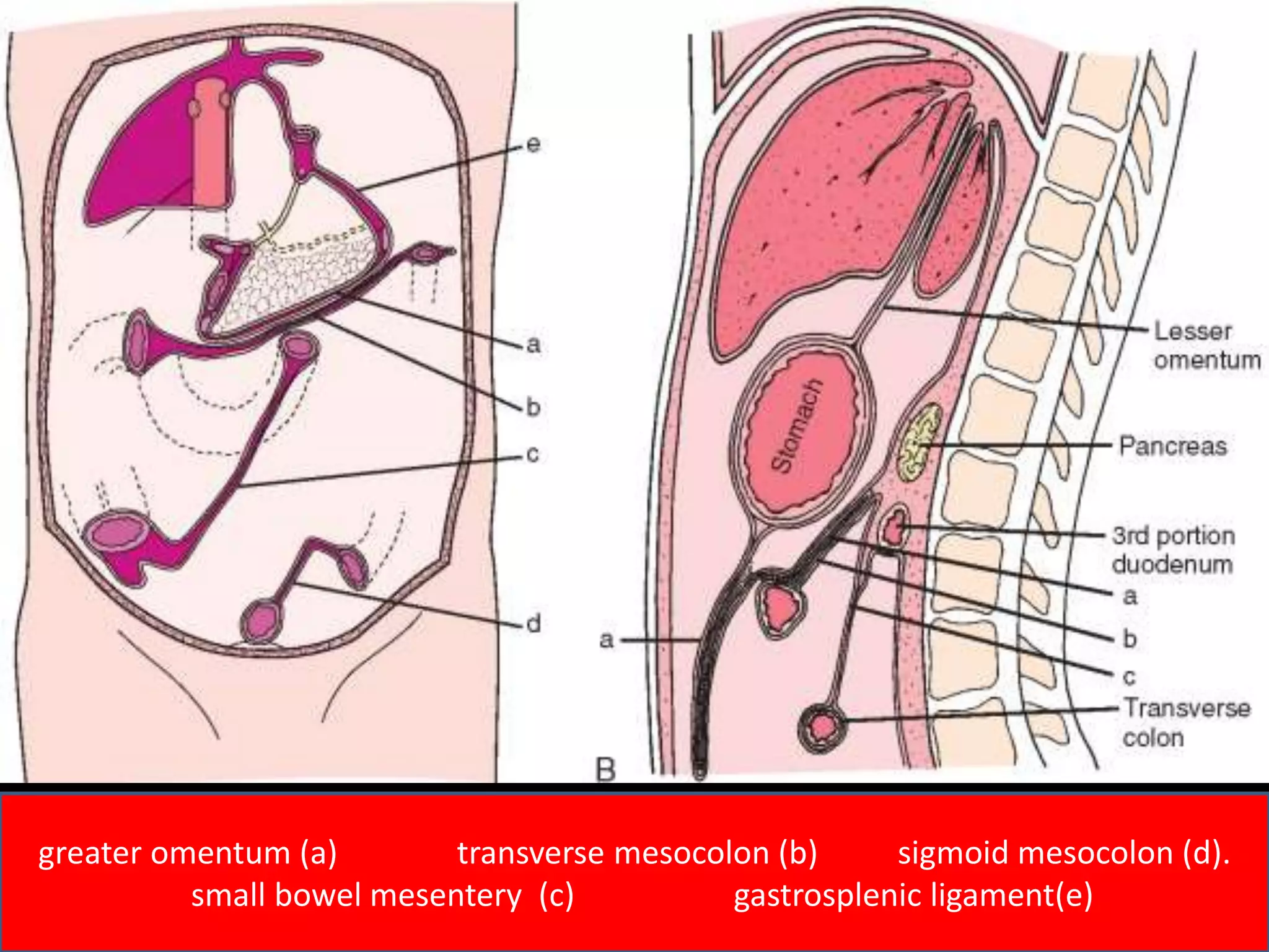 greater omentum (a) transverse mesocolon (b) sigmoid mesocolon (d).
small bowel mesentery (c) gastrosplenic ligament(e)
 