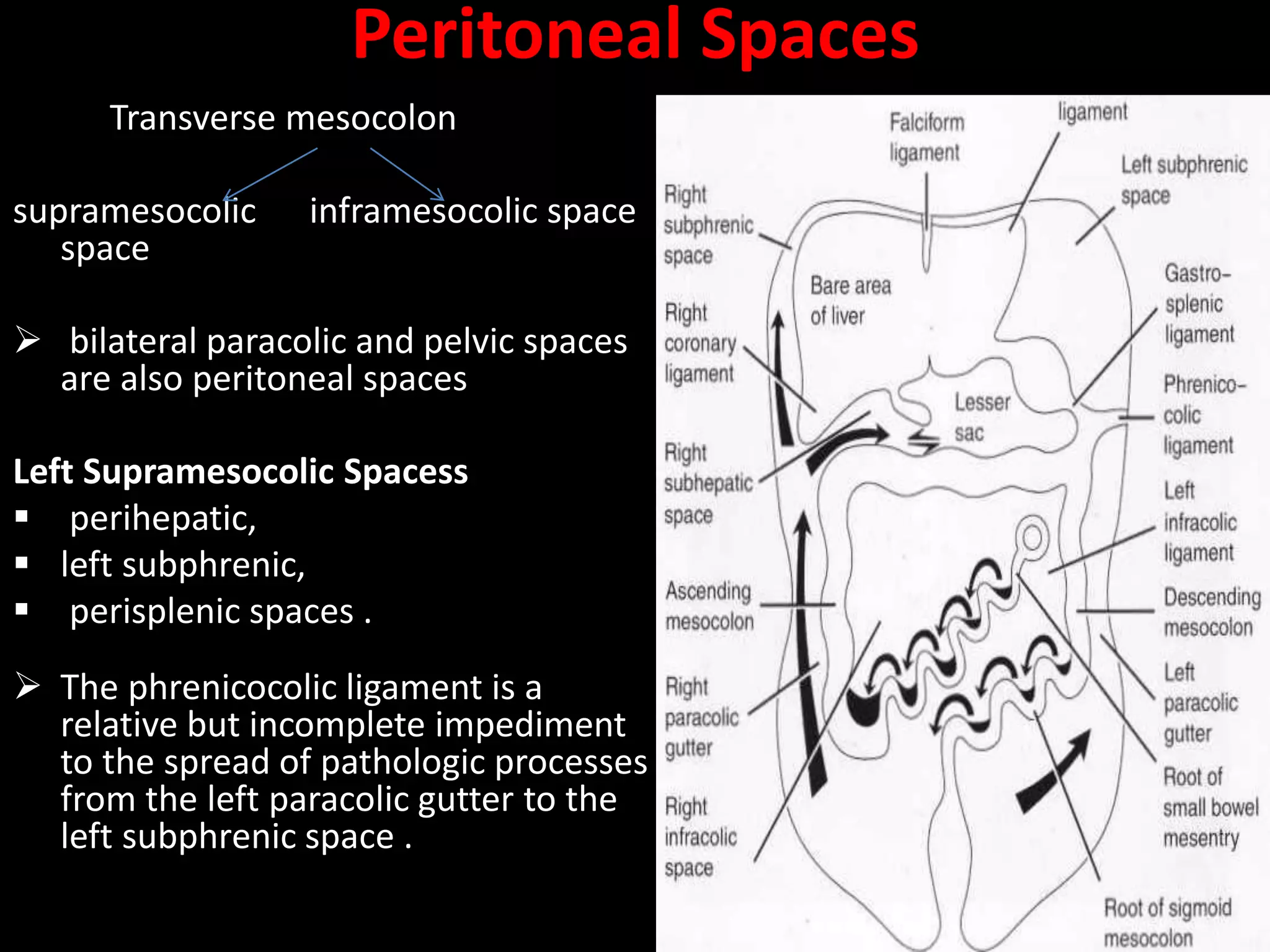 Peritoneal Spaces
Transverse mesocolon
supramesocolic inframesocolic space
space
 bilateral paracolic and pelvic spaces
are also peritoneal spaces
Left Supramesocolic Spacess
 perihepatic,
 left subphrenic,
 perisplenic spaces .
 The phrenicocolic ligament is a
relative but incomplete impediment
to the spread of pathologic processes
from the left paracolic gutter to the
left subphrenic space .
 
