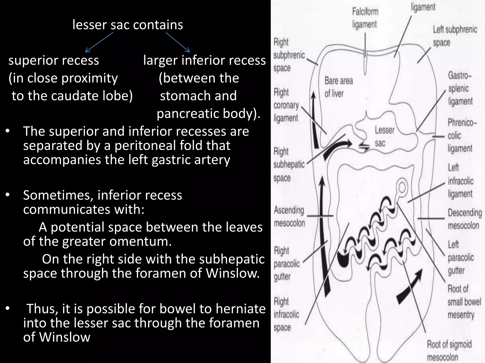 lesser sac contains
superior recess larger inferior recess
(in close proximity (between the
to the caudate lobe) stomach and
pancreatic body).
• The superior and inferior recesses are
separated by a peritoneal fold that
accompanies the left gastric artery
• Sometimes, inferior recess
communicates with:
A potential space between the leaves
of the greater omentum.
On the right side with the subhepatic
space through the foramen of Winslow.
• Thus, it is possible for bowel to herniate
into the lesser sac through the foramen
of Winslow
 