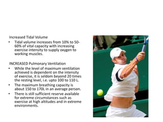 Increased Tidal Volume
• Tidal volume increases from 10% to 50-
60% of vital capacity with increasing
exercise intensity to supply oxygen to
working muscles.
INCREASED Pulmonary Ventilation
• While the level of maximum ventilation
achieved is dependent on the intensity
of exercise, it is seldom beyond 20 times
the resting level, i.e. upto 100 to 110 L.
• The maximum breathing capacity is
about 150 to 170L in an average person.
• There is still sufficient reserve available
for extreme circumstances such as
exercise at high altitudes and in extreme
environments.
 