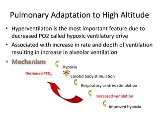 Pulmonary Adaptation to High Altitude
• Hyperventilaton is the most important feature due to
decreased PO2 called hypoxic ventilatory drive
• Associated with increase in rate and depth of ventilation
resulting in increase in alveolar ventilation
Hypoxia
Carotid body stimulation
Respiratory centres stimulation
Increased ventilation
Improved hypoxia
Decreased PCO2
 
