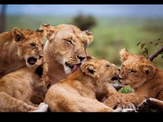 ‫شیرها‬ ‫خانواده‬
 