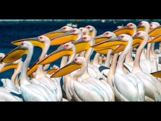 ‫پلیکانها‬ ‫گروه‬
 