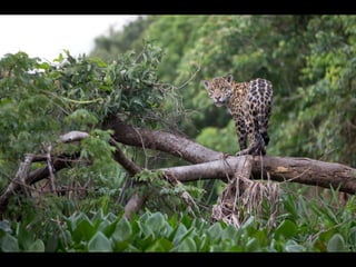 A jaguar stands on a tree branch in Pantanal, Brazil ‫درخت‬ ‫روی‬ ‫جگوار‬
 