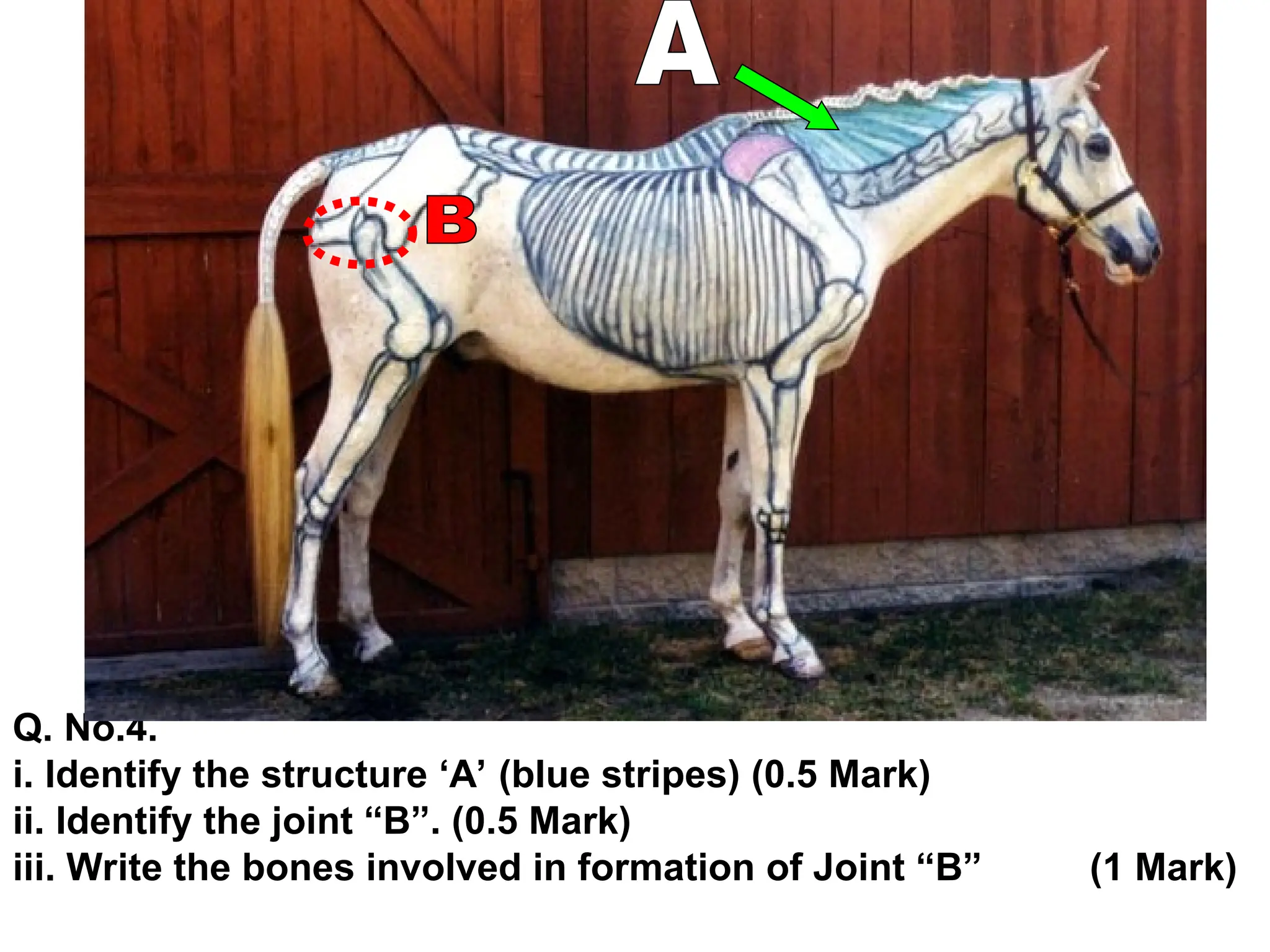 Veterinary Structure APPLIED VETEINARY ANATOMy presentation in veterinary | PPT