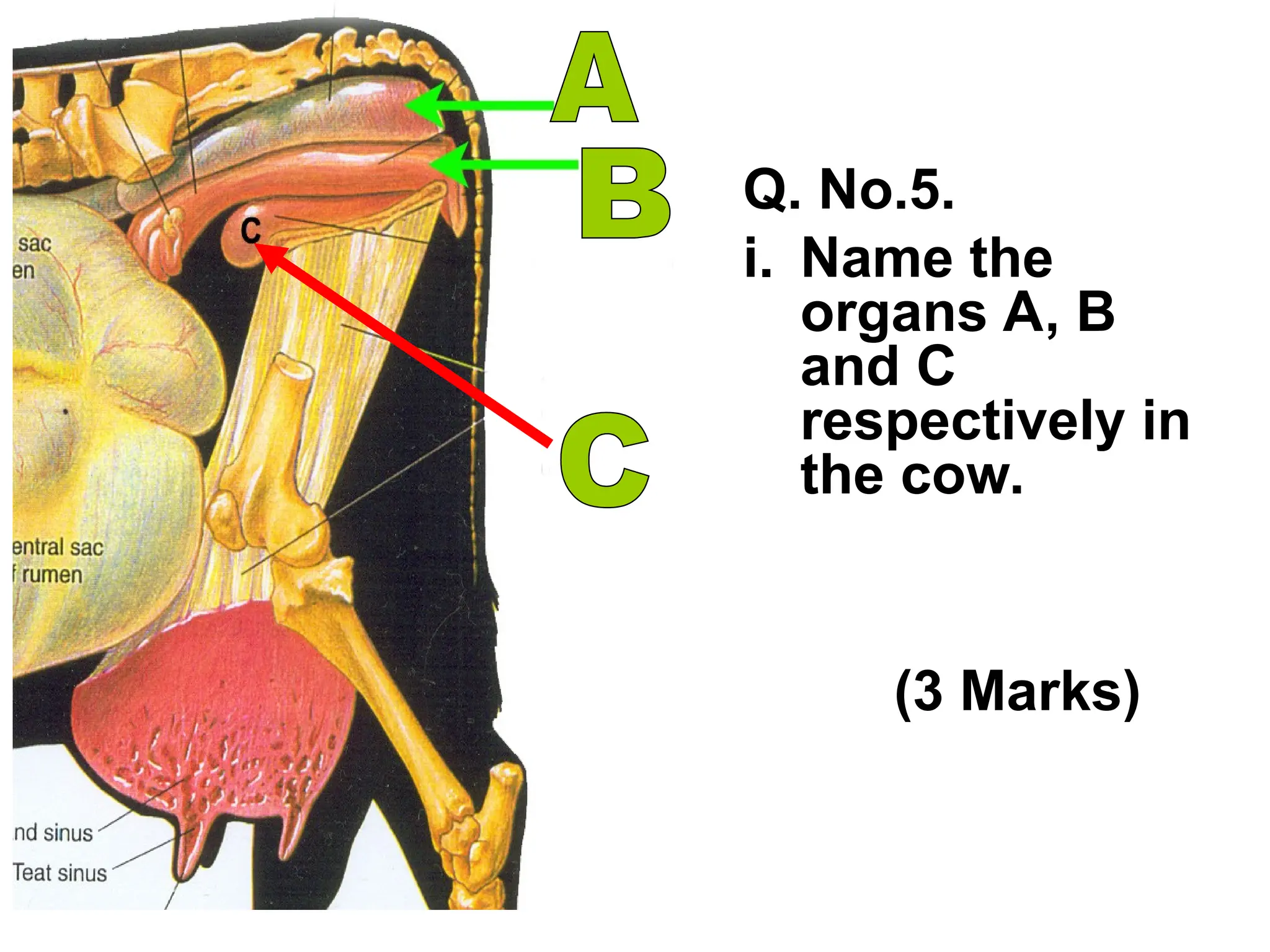 Veterinary Structure APPLIED VETEINARY ANATOMy presentation in veterinary | PPT