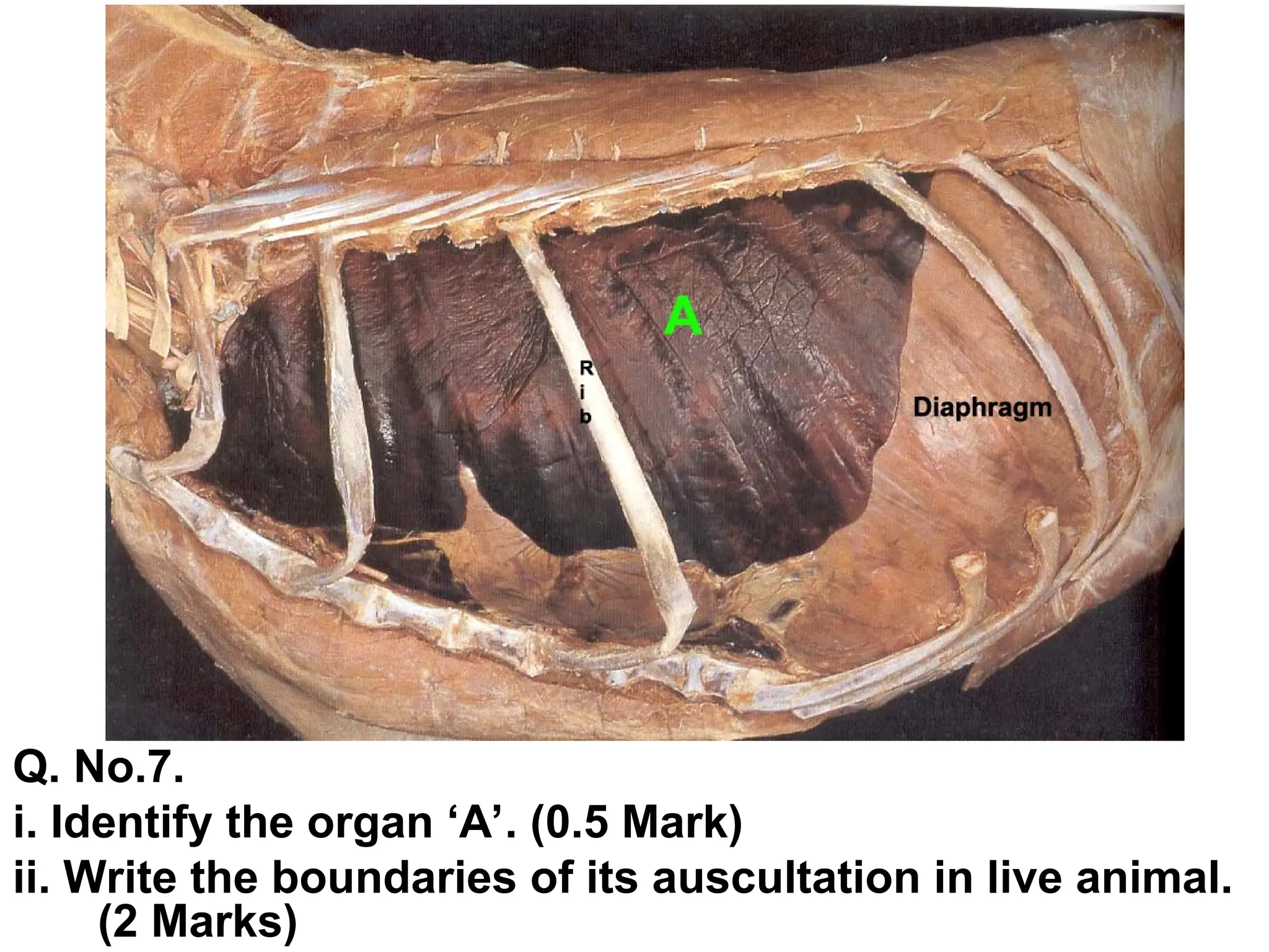 Veterinary Structure APPLIED VETEINARY ANATOMy presentation in veterinary | PPT