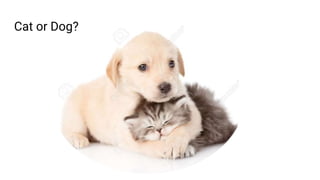 Cat or Dog?
 