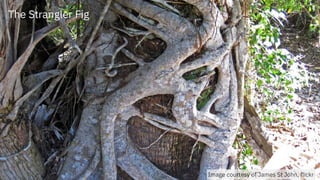 Image courtesy of James St John, flickr
The Strangler Fig
 