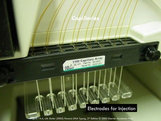 Distributed Capillary Injection App of Forensic section 4 Y STR practical | PPTX
