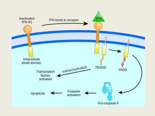 Intrinsic and Extrinsic Pathway of Apoptosis | PPTX