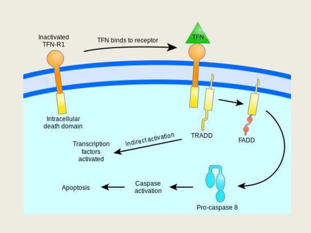 Intrinsic and Extrinsic Pathway of Apoptosis | PPTX | Biological ...
