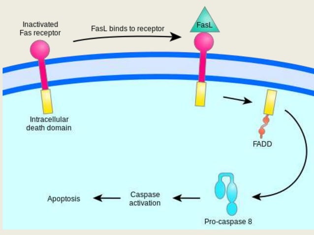 Intrinsic and Extrinsic Pathway of Apoptosis | PPTX | Biological ...