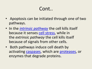 Intrinsic and Extrinsic Pathway of Apoptosis | PPTX | Biological ...